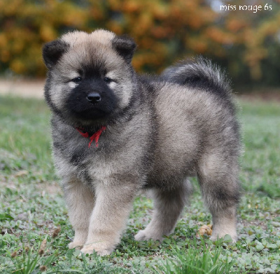 CHIOT 5