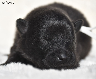 CHIOT 1