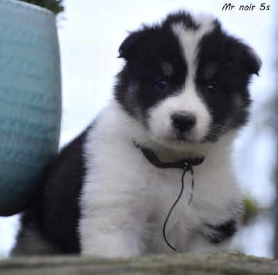 CHIOT