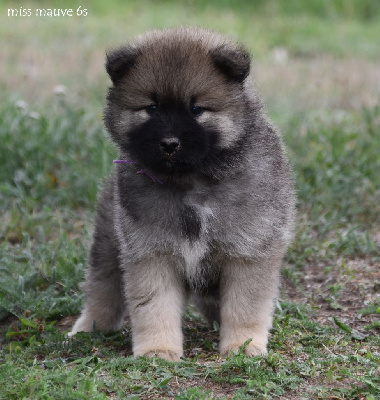 CHIOT 7