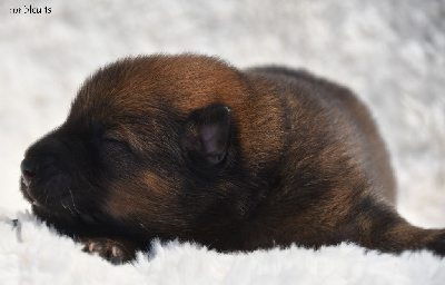 CHIOT