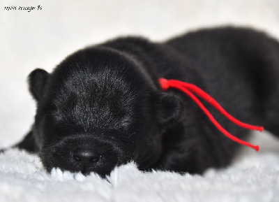 CHIOT 5
