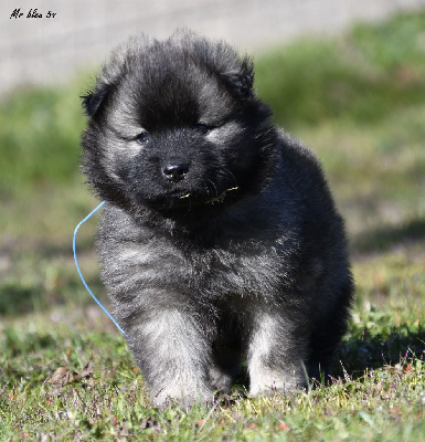 CHIOT 3