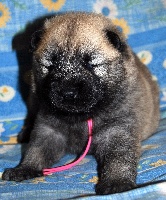 CHIOT