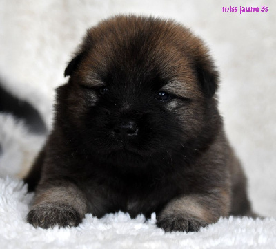CHIOT 4