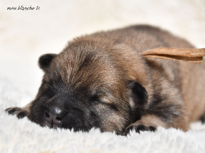 CHIOT 3