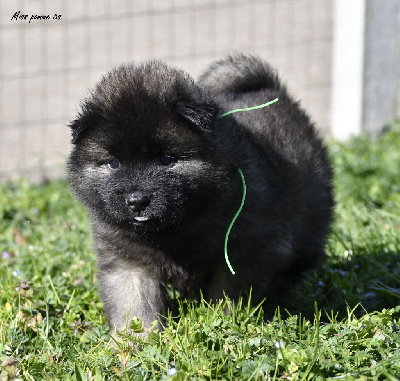 CHIOT 8