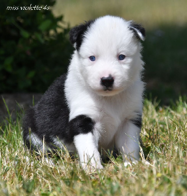 CHIOT 9