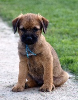 CHIOT