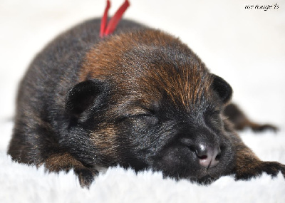 CHIOT 2