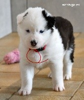 CHIOT