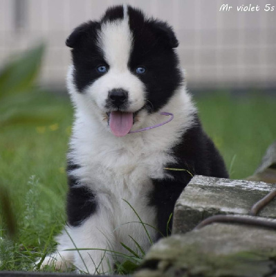CHIOT