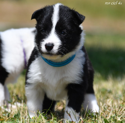 CHIOT 2
