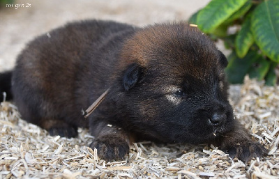 CHIOT