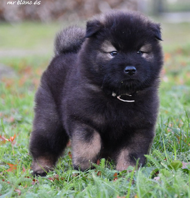 CHIOT 2