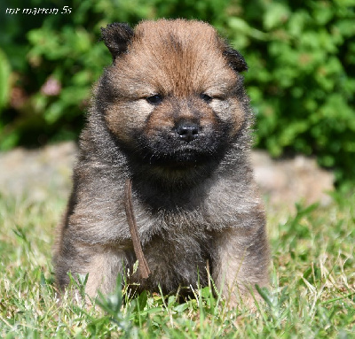 CHIOT 3
