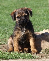 CHIOT