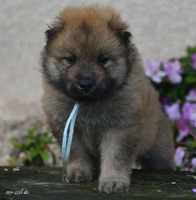 CHIOT 2