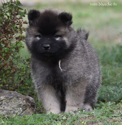 CHIOT 9