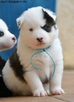 CHIOT