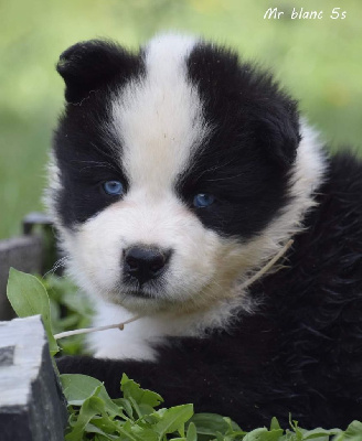 CHIOT