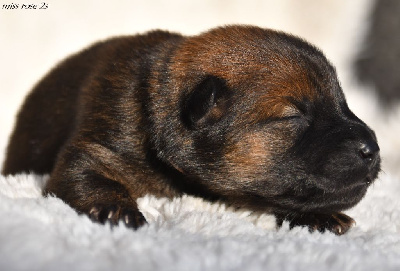 CHIOT 5