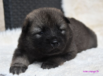 CHIOT 7