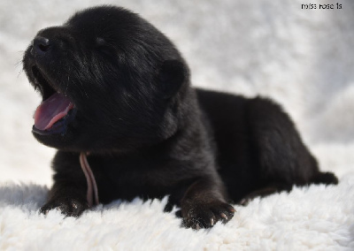 CHIOT