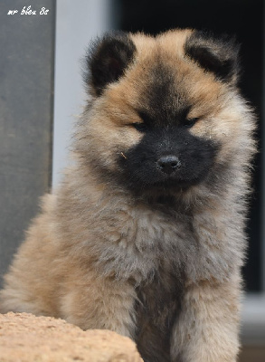 CHIOT 1