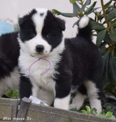 CHIOT