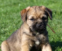 CHIOT