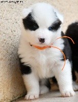 CHIOT