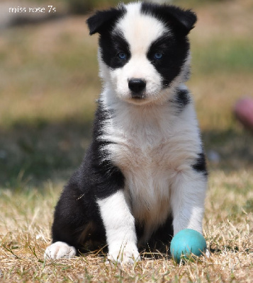 CHIOT 6