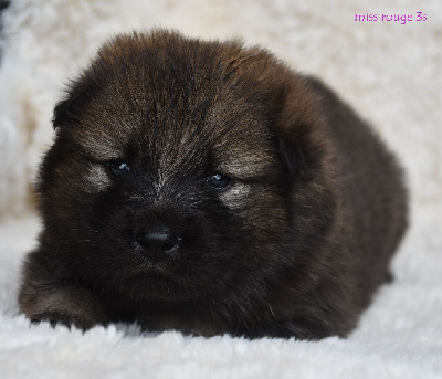 CHIOT 8