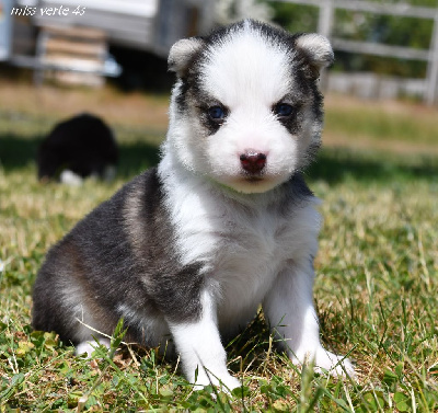 CHIOT 8