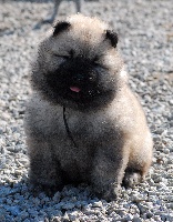 CHIOT