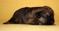 NOISETTE