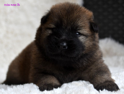 CHIOT 3