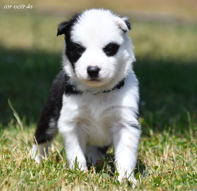 CHIOT 4
