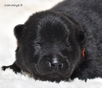 CHIOT 5