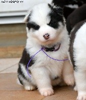 CHIOT