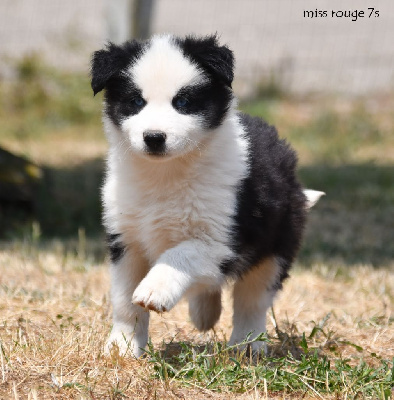 CHIOT 7