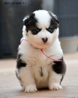 CHIOT