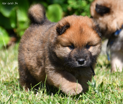 CHIOT 4