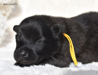 CHIOT 3