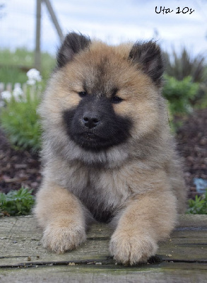 CHIOT 3