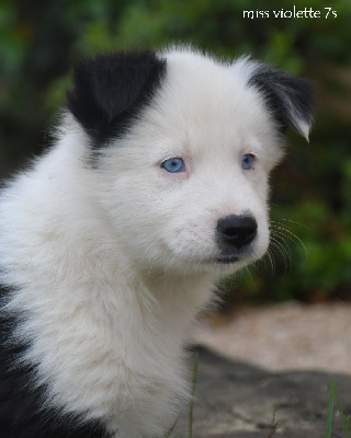 CHIOT 9