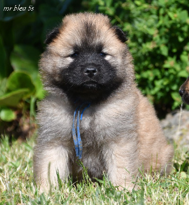 CHIOT 1