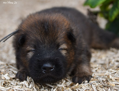 CHIOT