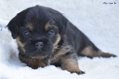 CHIOT